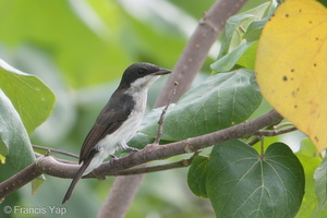 Black-winged Flycatcher-shrike-190714-118ND500-FYP_6168-W.jpg