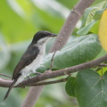 Black-winged_Flycatcher-shrike-190714-118ND500-FYP_6168-W.jpg