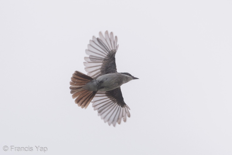 Black-winged_Flycatcher-shrike-190714-118ND500-FYP_6270-W.jpg