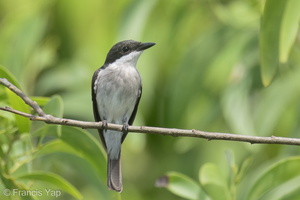 Black-winged Flycatcher-shrike-220416-145MSDCF-FRY08520-W.jpg