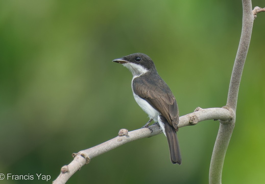 Black-winged Flycatcher-shrike - display this album Black-winged Flycatcher-shrike