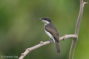 Black-winged Flycatcher-shrike-220427-146MSDCF-FRY07619-W.jpg