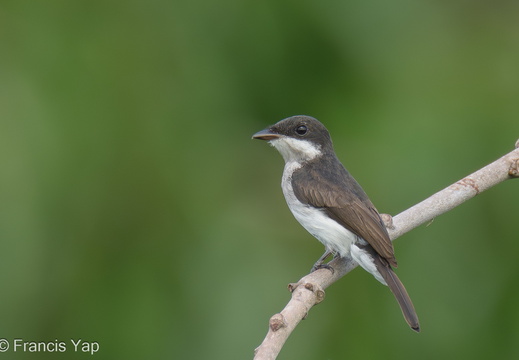 Black-winged Flycatcher-shrike