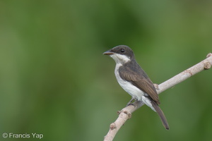 Black-winged Flycatcher-shrike-220502-147MSDCF-FRY00869-W.jpg