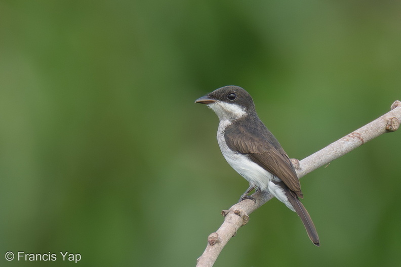 Black-winged_Flycatcher-shrike-220502-147MSDCF-FRY00869-W.jpg