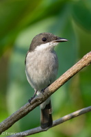 Black-winged Flycatcher-shrike-240322-220MSDCF-FYP01800-W.jpg