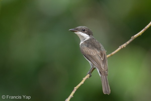 Black-winged Flycatcher-shrike-240428-226MSDCF-FYP02600-W.jpg