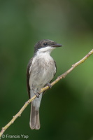 Black-winged Flycatcher-shrike-240428-226MSDCF-FYP02861-W.jpg