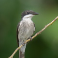 Black-winged_Flycatcher-shrike-240428-226MSDCF-FYP02861-W.jpg