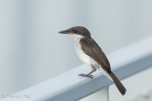 Black-winged Flycatcher-shrike-260604-196FRYAP-FYA07537-W.jpg
