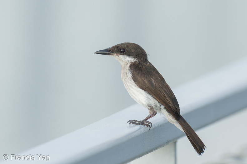 Black-winged_Flycatcher-shrike-260604-196FRYAP-FYA07537-W.jpg