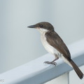 Black-winged_Flycatcher-shrike-260604-196FRYAP-FYA07537-W.jpg
