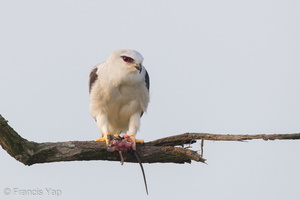 Black-winged Kite-110303-100EOS1D-FYAP6648-W.jpg