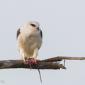 Black-winged_Kite-110303-100EOS1D-FYAP6648-W.jpg