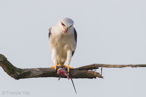 Black-winged Kite-110303-100EOS1D-FYAP6657-W.jpg