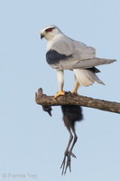 Black-winged Kite-110714-104EOS1D-FYAP0280-W.jpg