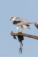 Black-winged Kite-110714-104EOS1D-FYAP0293-W.jpg