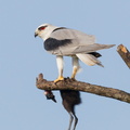 Black-winged_Kite-110714-104EOS1D-FYAP0293-W.jpg