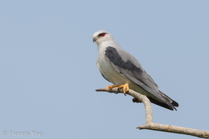 Black-winged Kite-190812-119ND500-FYP_5988-W.jpg