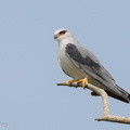 Black-winged_Kite-190812-119ND500-FYP_5988-W.jpg