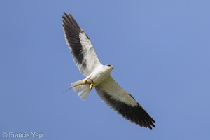 Black-winged Kite-210313-104MSDCF-FRY06021-W.jpg