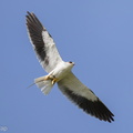 Black-winged_Kite-210313-104MSDCF-FRY06021-W.jpg