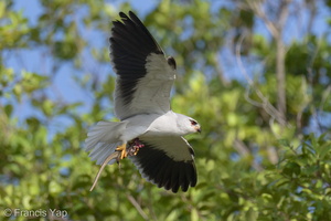 Black-winged Kite-210314-104MSDCF-FRY06979-W.jpg