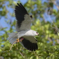 Black-winged_Kite-210314-104MSDCF-FRY06979-W.jpg