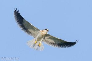 Black-winged Kite-210320-105MSDCF-FRY03050-W.jpg