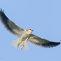 Black-winged_Kite-210320-105MSDCF-FRY03050-W.jpg