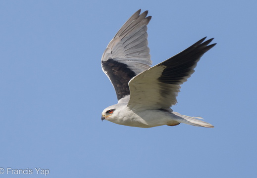 Black-winged Kite