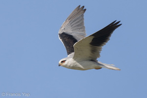 Black-winged Kite-210829-118MSDCF-FRY08198-W.jpg