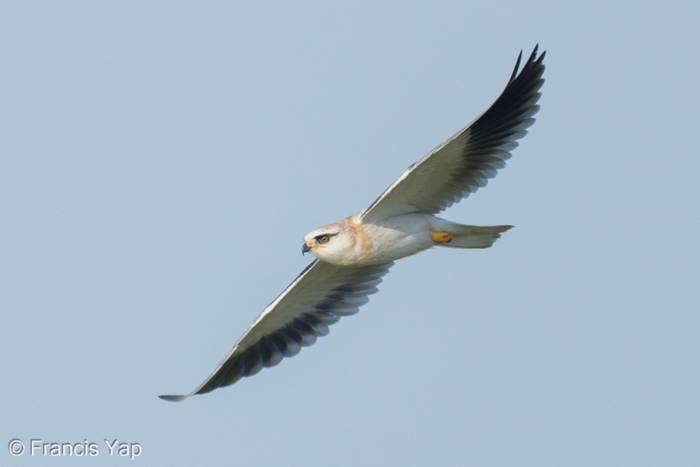 Black-winged_Kite-260214-154FRYAP-FYA01522-W.jpg