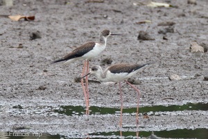 Black-winged Stilt-111103-109EOS7D-IMG_0713-W.jpg