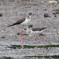 Black-winged_Stilt-111103-109EOS7D-IMG_0713-W.jpg