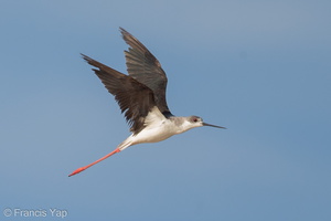 Black-winged Stilt-121206-104EOS1D-FY1X3680-W.jpg