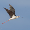 Black-winged_Stilt-121206-104EOS1D-FY1X3680-W.jpg