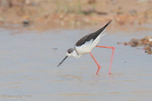 Black-winged Stilt-121209-104EOS1D-FY1X5103-W.jpg