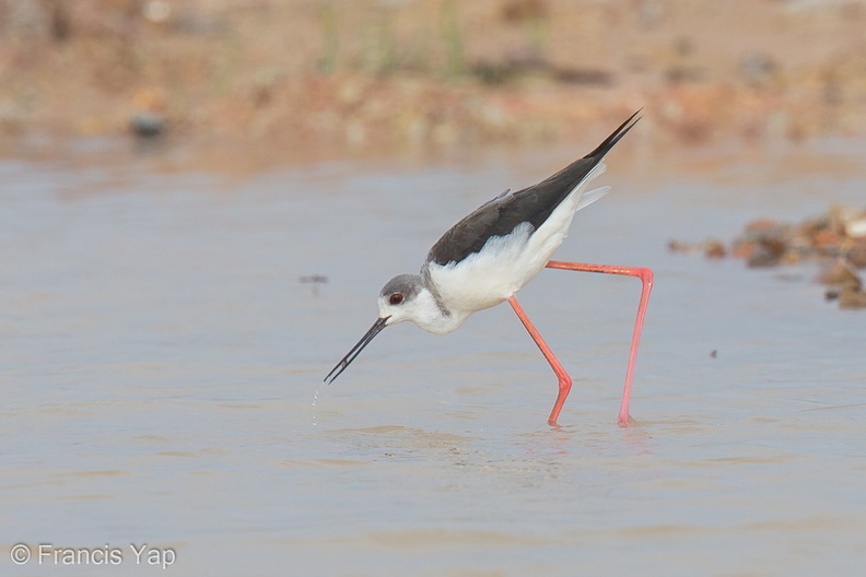 Black-winged_Stilt-121209-104EOS1D-FY1X5103-W.jpg