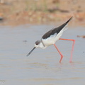 Black-winged_Stilt-121209-104EOS1D-FY1X5103-W.jpg