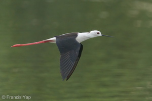 Black-winged Stilt-200216-112MSDCF-FYP01840-W.jpg