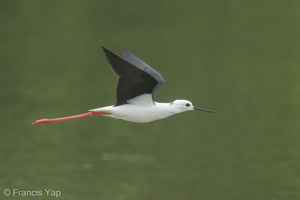 Black-winged Stilt-200216-112MSDCF-FYP01847-W.jpg