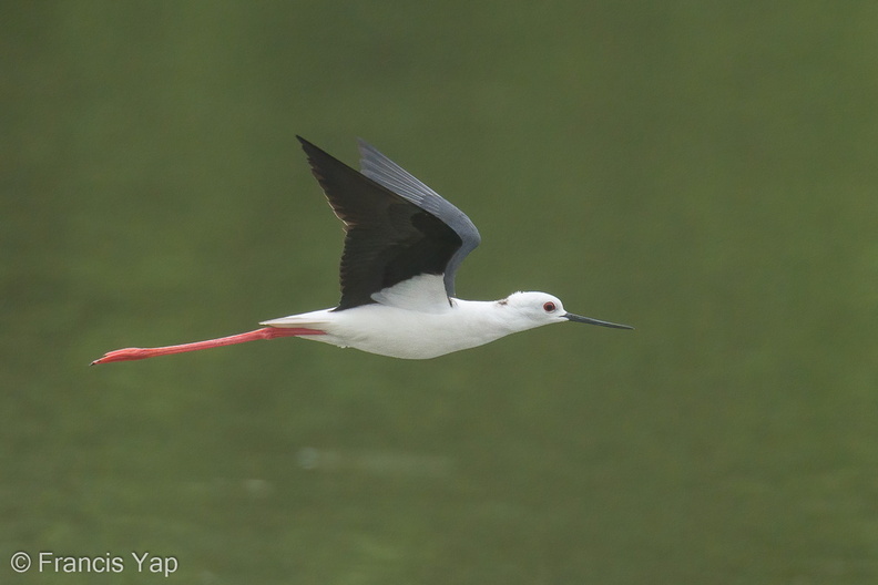 Black-winged_Stilt-200216-112MSDCF-FYP01847-W.jpg