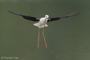 Black-winged Stilt-200216-112MSDCF-FYP02130-W.jpg