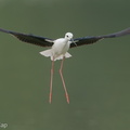 Black-winged_Stilt-200216-112MSDCF-FYP02130-W.jpg