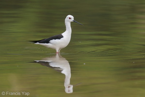 Black-winged Stilt-200216-112MSDCF-FYP03949-W.jpg