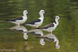 Black-winged Stilt-200216-112MSDCF-FYP04407-W.jpg