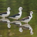 Black-winged_Stilt-200216-112MSDCF-FYP04407-W.jpg