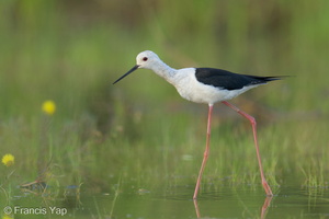 Black-winged Stilt-240802-244MSDCF-FYP02104-W.jpg