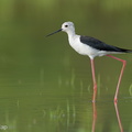 Black-winged_Stilt-240809-244MSDCF-FYP03977-W.jpg